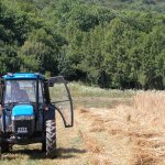 Il taglio della segale - Foto arch. EGAP Alpi Marittime
